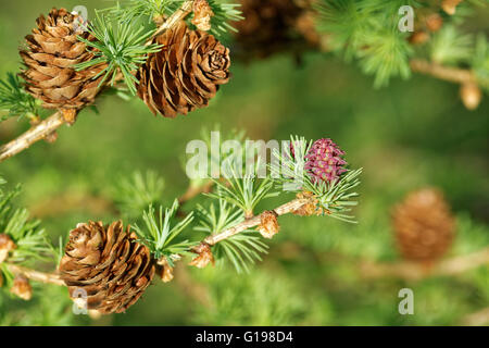 Alt und jung Eisprung Kegel und junge Blütenstaub Kegel der Lärche Baum im Frühling, Anfang Mai. Stockfoto