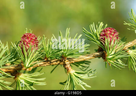 Junge Eisprung Kegel (Strobili) Lärche Baum im Frühling, Anfang Mai. Stockfoto