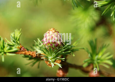 Eisprung Kegel und Blütenstaub Kegel der Lärche Baum im Frühling, Anfang Mai. Stockfoto