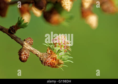 Eisprung Kegel und Blütenstaub Kegel der Lärche Baum im Frühling, Anfang Mai. Stockfoto