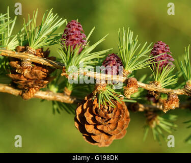 Alt und jung Eisprung Kegel und junge Blütenstaub Kegel der Lärche Baum im Frühling, Anfang Mai. Stockfoto