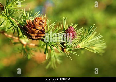 Alt und jung Eisprung Zapfen der Lärche Baum im Frühling, Anfang Mai. Stockfoto