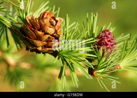 Alt und jung Eisprung Zapfen der Lärche Baum im Frühling, Anfang Mai. Stockfoto