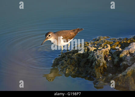 Flussuferläufer auf Nahrungssuche Stockfoto