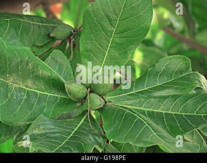 Tropische Mandel, Terminalia Catappa, ein tropischer Laubbaum Mandel Geschmack Samen produzieren. Auch als indische Mandel, Badam. Stockfoto