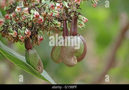 Unreife Cashew-Nüssen und Blumen im Baum, Anacardium Occidentale. Cashew-Samen werden in Rezepten verwendet. Stockfoto