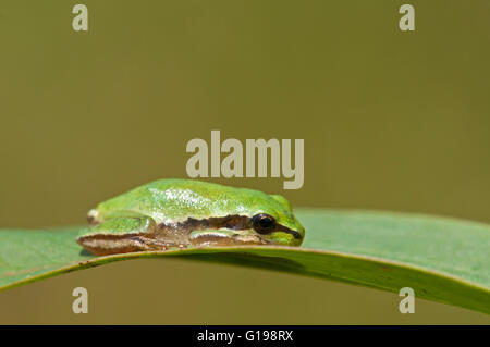 Nahen Osten Laubfrosch, Hyla savignyi Stockfoto