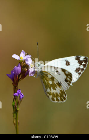 Östliche gefleckte weiß, Euchloe ausonia Stockfoto