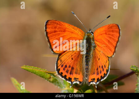 Geringerem feurige Kupfer Schmetterling Stockfoto