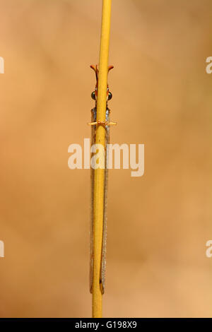 Lion Ameise auf trockene Stängel, Israel Stockfoto