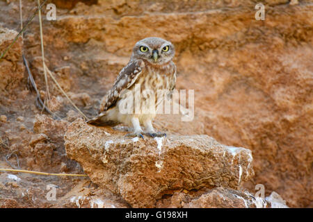 Kleine Eule, Athene noctua, Tarnfarben Stockfoto