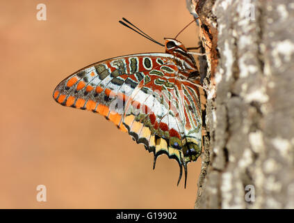 zweiseitige Pascha Schmetterling trinken Stockfoto