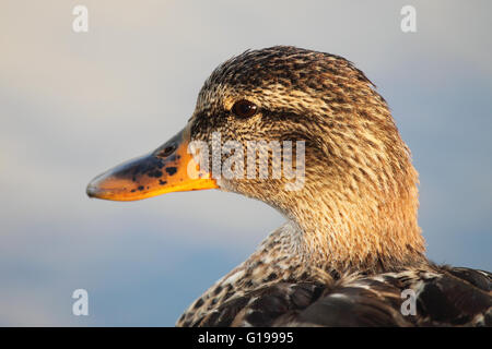 Ein Porträt von einer weiblichen Stockente. Stockfoto