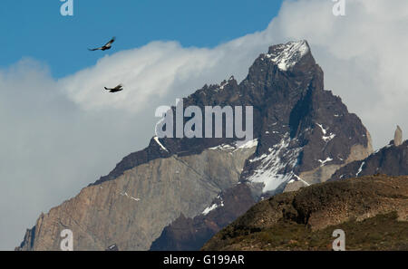 Anden Kondoren (Vultur Kondor) über Berge, Torres del Paine Nationalpark-Chile Stockfoto