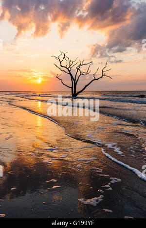 Die Sonne geht über einer einsamen Toten Eiche am Strand in Botany Bay Plantation WMA auf Edisto Island, South Carolina. Stockfoto