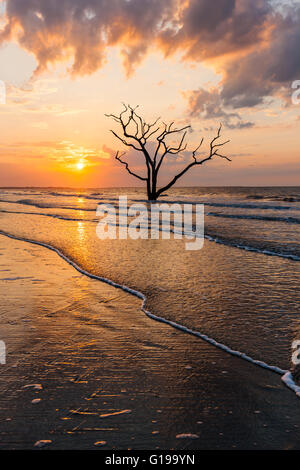 Die Sonne geht über einer einsamen Toten Eiche am Strand in Botany Bay Plantation WMA auf Edisto Island, South Carolina. Stockfoto