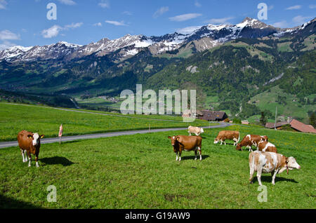 Kühe mit und ohne Hörner grasen auf der Wiese, Scharnachtal, Kandertal, Berner Alpen, Schweiz Stockfoto