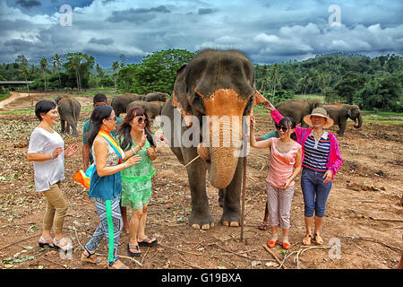 Sri Lanka - Tourist machen ein Bild mit einem Elefanten, Elefanten-Waisenhaus Pinnawela (Sabaragamuwa Provinz von Sri Lanka), Asien Stockfoto