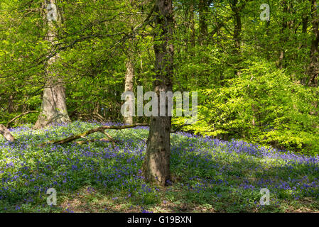 Eine englische Bluebell Holz im Frühjahr. Ein englischer Eiche umgeben von Glockenblumen. Stockfoto