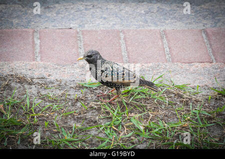 Noch jungen gemeinsamen Star (Sturnus Vulgaris) (auch bekannt als European Starling) Vogel stehen auf dem Rasen Stockfoto