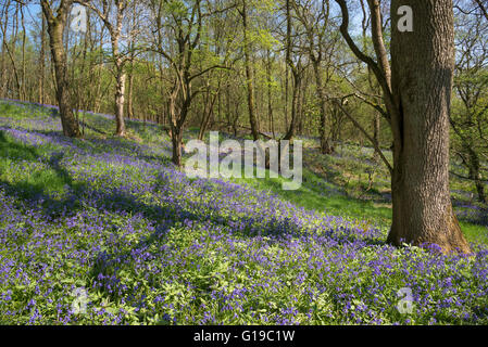 Baum Schatten erreichen Sie über einen Teppich von Glockenblumen in einem englischen Waldgebiet im Frühjahr. Stockfoto