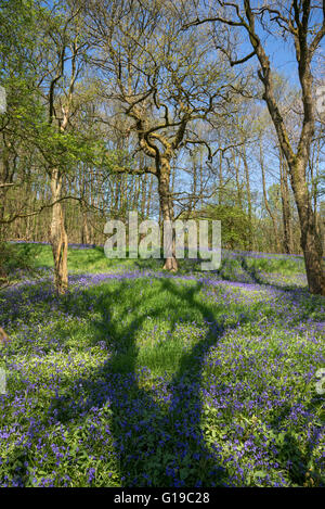 Baum Schatten erreichen Sie über einen Teppich von Glockenblumen in einem englischen Waldgebiet im Frühjahr. Stockfoto