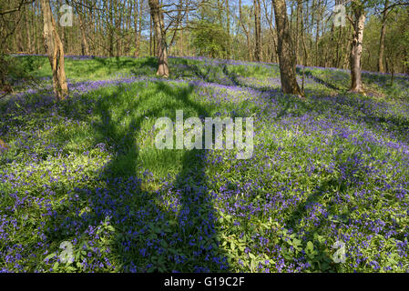 Baum Schatten erreichen Sie über einen Teppich von Glockenblumen in einem englischen Waldgebiet im Frühjahr. Stockfoto