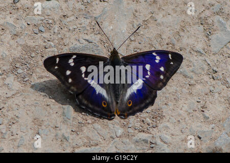 männlichen violetten Kaiser Schmetterling (Apatura Iris) Stockfoto