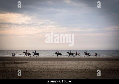 Pferde am Strand von Katwijk Aan Zee, Niederlande Stockfoto