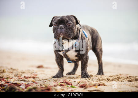 Französische Bulldogge stehend am Strand Stockfoto