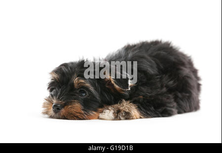 Yorkshire Welpen auf weißem Hintergrund Stockfoto