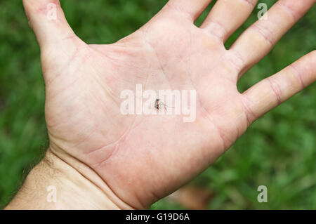 tote Mücken in der Handfläche einer Hand Stockfoto