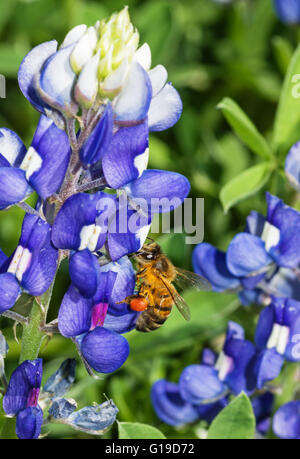 Honigbiene Bestäubung eine blaue Kornblume Blume Stockfoto