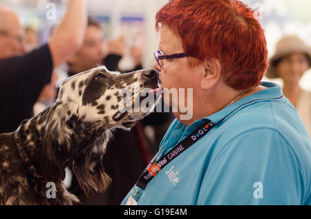 Sydney, Australien 15. August 2015: The Hordern Pavilion ist Gastgeber für die Sydney Liebhaber Hundeausstellung. Dieses Ereignis hat eine Vielzahl von Unterhaltung, Bildung und Informationen über Hunde. Stockfoto