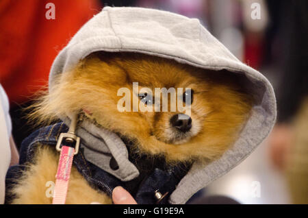 Sydney, Australien 15. August 2015: The Hordern Pavilion ist Gastgeber für die Sydney Liebhaber Hundeausstellung. Dieses Ereignis hat eine Vielzahl von Unterhaltung, Bildung und Informationen über Hunde. Stockfoto