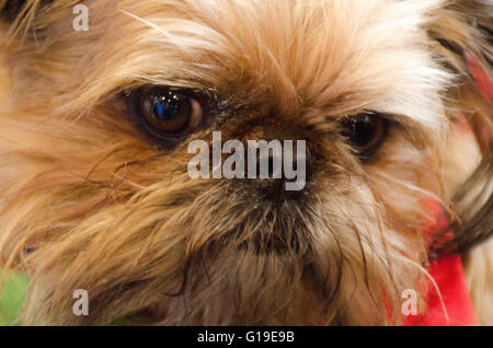 Sydney, Australien 15. August 2015: The Hordern Pavilion ist Gastgeber für die Sydney Liebhaber Hundeausstellung. Dieses Ereignis hat eine Vielzahl von Unterhaltung, Bildung und Informationen über Hunde. Stockfoto