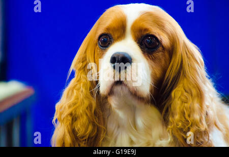 Sydney, Australien 15. August 2015: The Hordern Pavilion ist Gastgeber für die Sydney Liebhaber Hundeausstellung. Dieses Ereignis hat eine Vielzahl von Unterhaltung, Bildung und Informationen über Hunde. Stockfoto