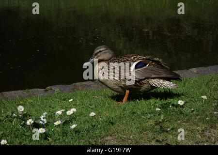 Weibliche Stockente thront auf Rasen Kanal Leinpfad. West Midlands. UK Stockfoto