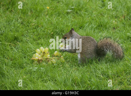 Graue Eichhörnchen Sciurus Carolinensis Essen kernlose Trauben in einem Oxford-Garten Stockfoto