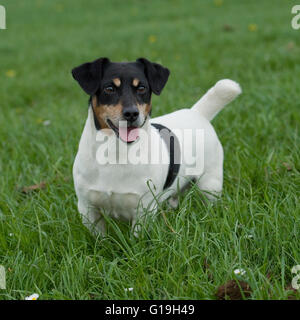 Jack-Russell-Terrier im Feld Stockfoto