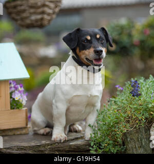 Jack Russell Terrier Hund Stockfoto