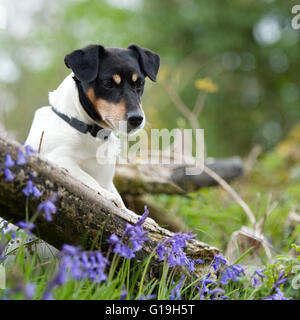 Jack Russell Terrier Stockfoto