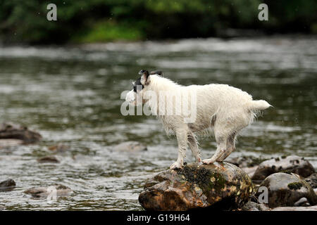 Jack Russell Terrier Begriff, in einen Fluss springen Stockfoto