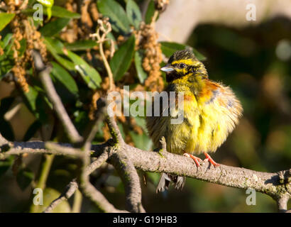 Zaunammer Bunting (männlich) (Emberiza Cirlus) Stockfoto