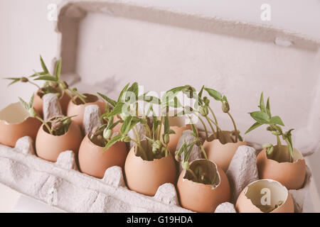 Jungpflanzen in Eierschalen, Eco-Konzept Stockfoto