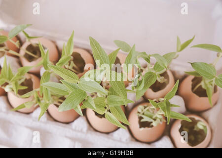 Jungpflanzen in Eierschalen, Eco-Konzept Stockfoto