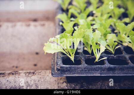 junge Pflanzen aus biologischem Anbau im Kindergarten-tray Stockfoto