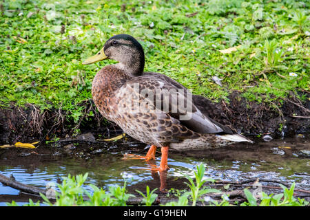 Weibliche Stockente im Wasser Stockfoto