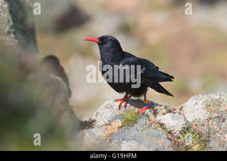 Rot-Billed Alpenkrähe (Pyrrhocorax Pyrrhocorax) Stockfoto