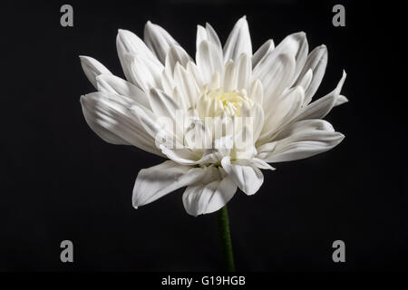 Einzelne weiße Chrysantheme auf schwarzem Hintergrund Stockfoto